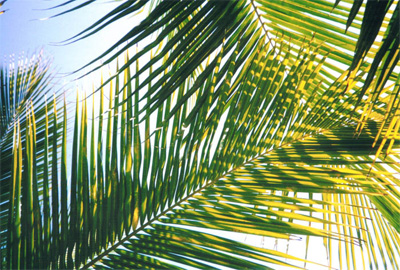 Palm tree Leaves