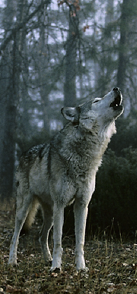 Wolf